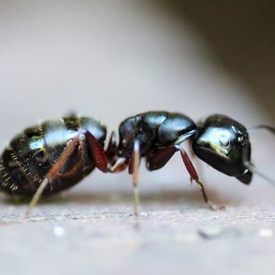 Ant Control Paddington