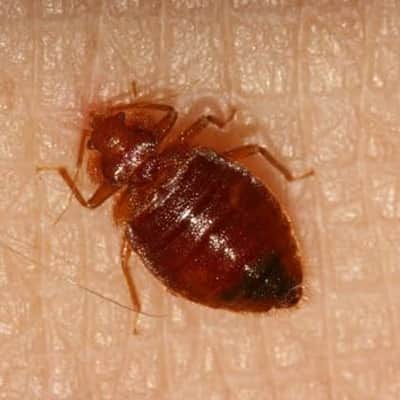 Bed Bugs Control Stanmore