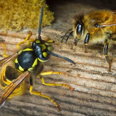 Wasp Removal Abbotsford