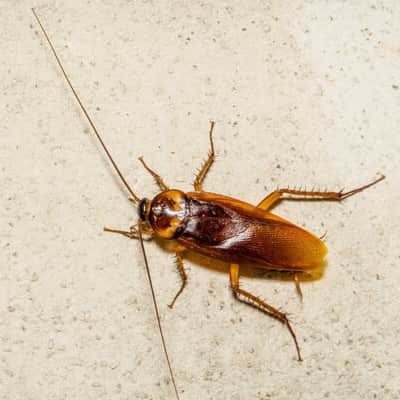Cockroach Control Paddington