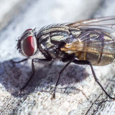 Flies Control Manly