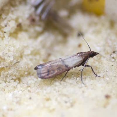 Moth Control Epping