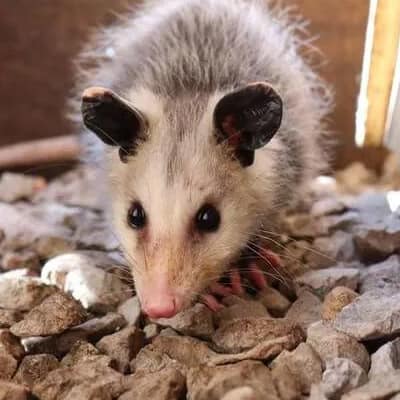 Possum Removal Strathfield