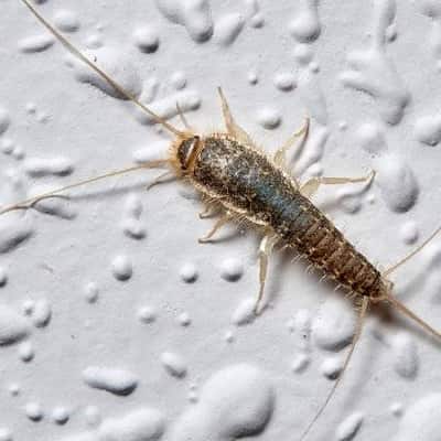 Silverfish Control Stanmore