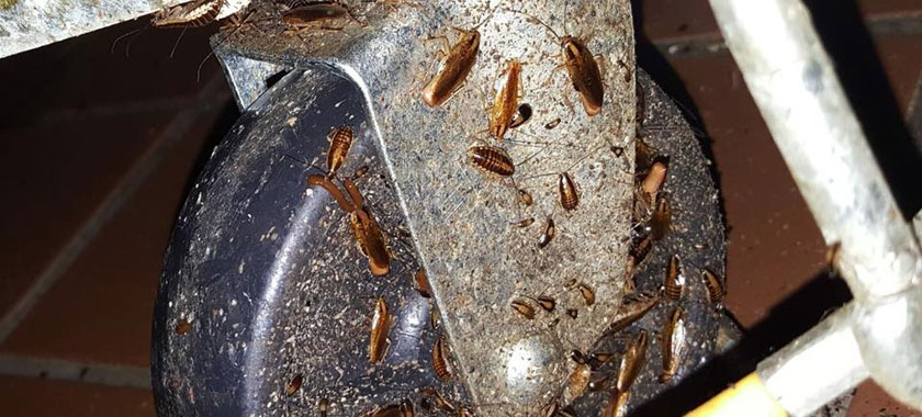 German Cockroach Control Tips For Kitchen